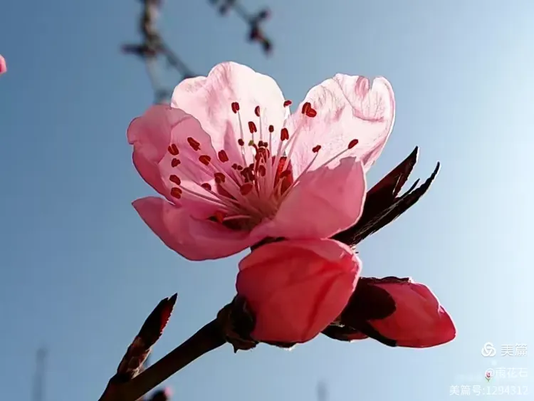 初见桃花开 喜上眉梢来